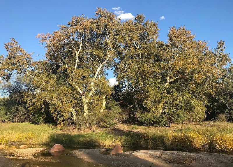 Arizona Sycamore Brings Shade Along Desert Waterways