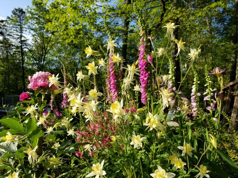 Foxglove And Columbine