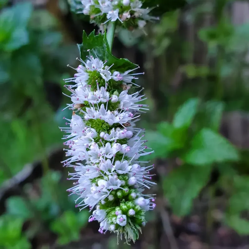 Mint Flowers Add Fragrance That Discourages Nesting Nearby