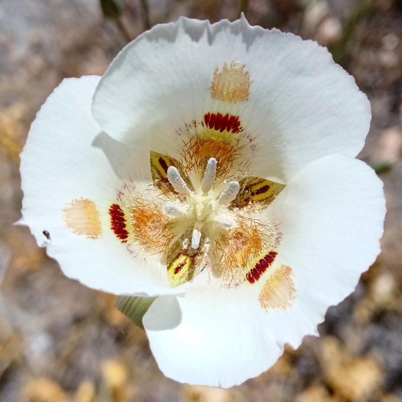 Calochortus Carries Color Into Early Summer