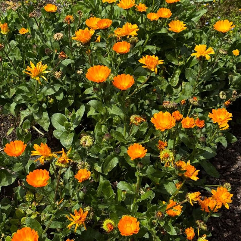 Calendula Attracts Beneficial Insects That Control Pests