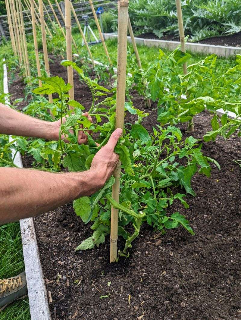 Stake Or Cage Your Plants To Maximize Space Efficiency