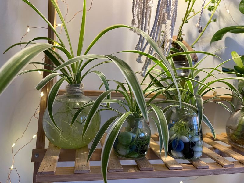 Root Plantlets In Water Or Soil For Easy Multiplication