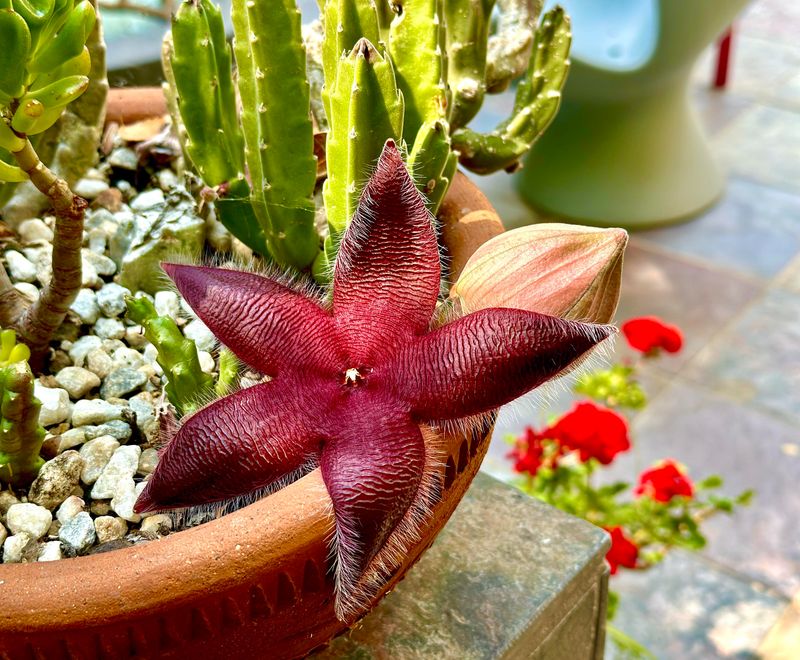 Reduce Watering Slightly To Encourage Bud Formation