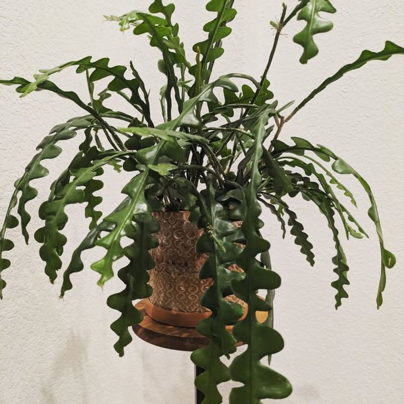 Using Well Drained Soil Keeps Roots Healthy And Active