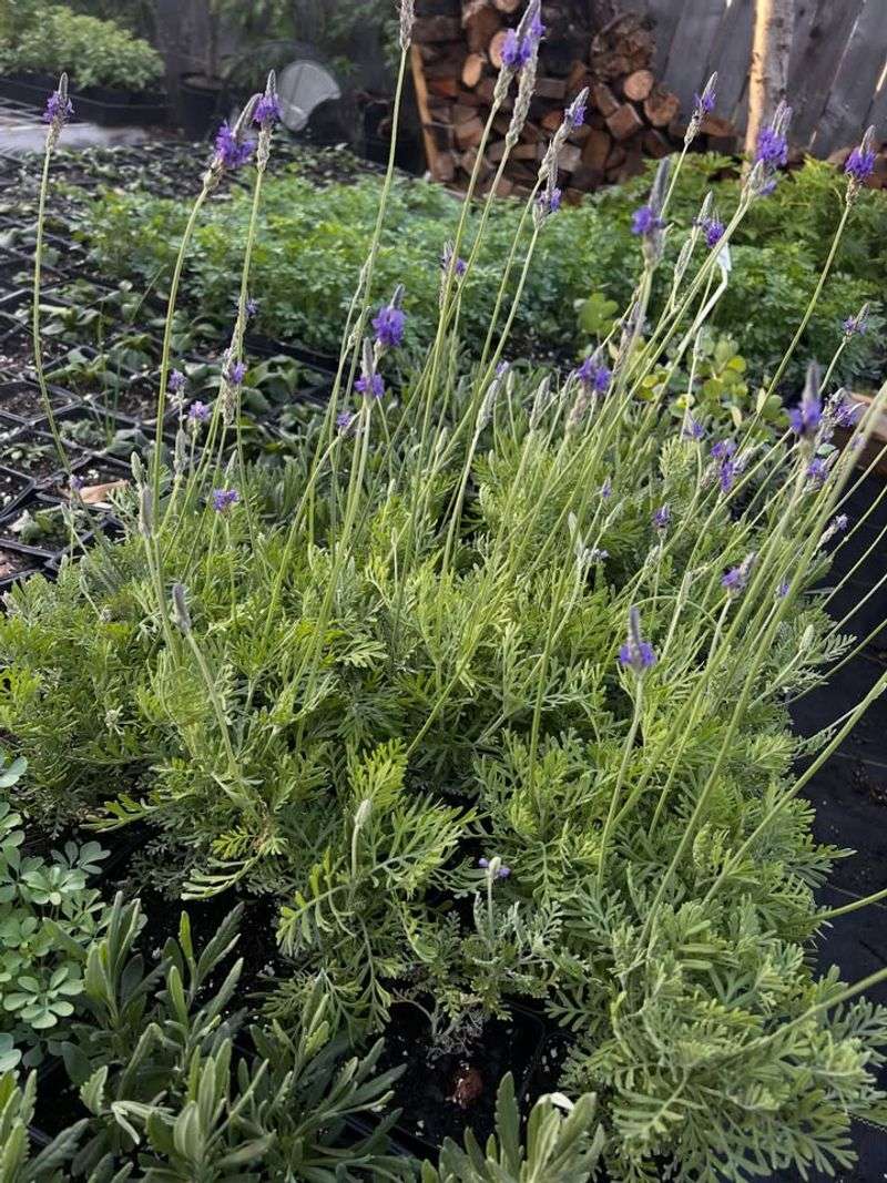 Lavender Declines Quickly In Poorly Drained Conditions