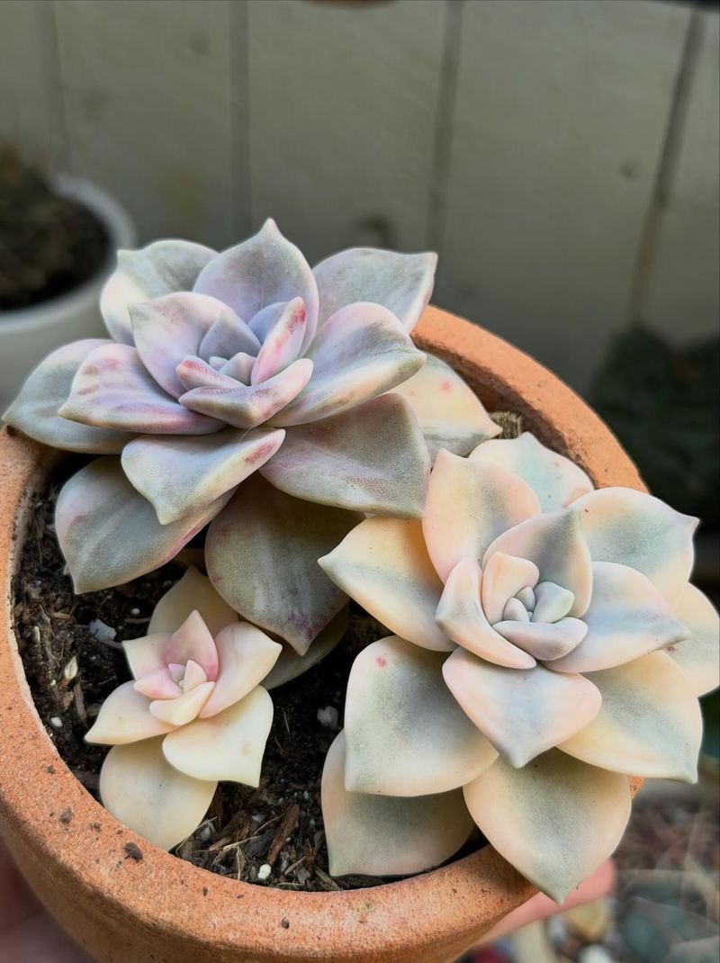 Ghost Plant Thrives In Sun And Spreads Easily In Pots