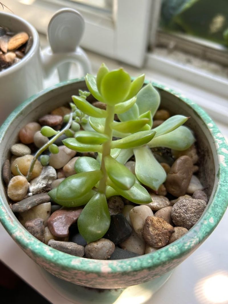 Sedum Spreads Fast From Simple Leaf Or Stem Pieces