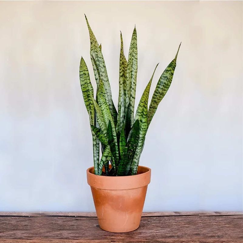 Snake Plant Handling Sun With Tough, Upright Leaves