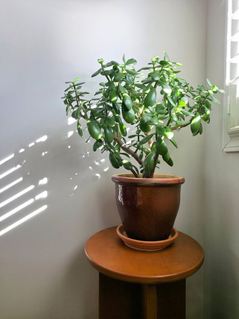 Jade Plant