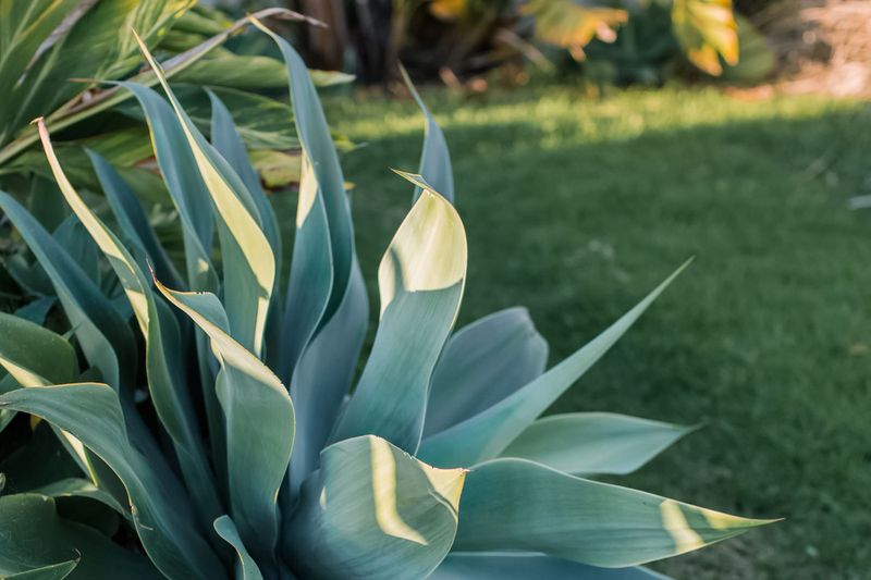Agave That Brings Bold Desert Style