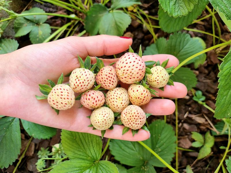 Pineberries Grow Like Strawberries In Hanging Baskets