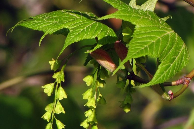Striped Maple (Acer pensylvanicum)