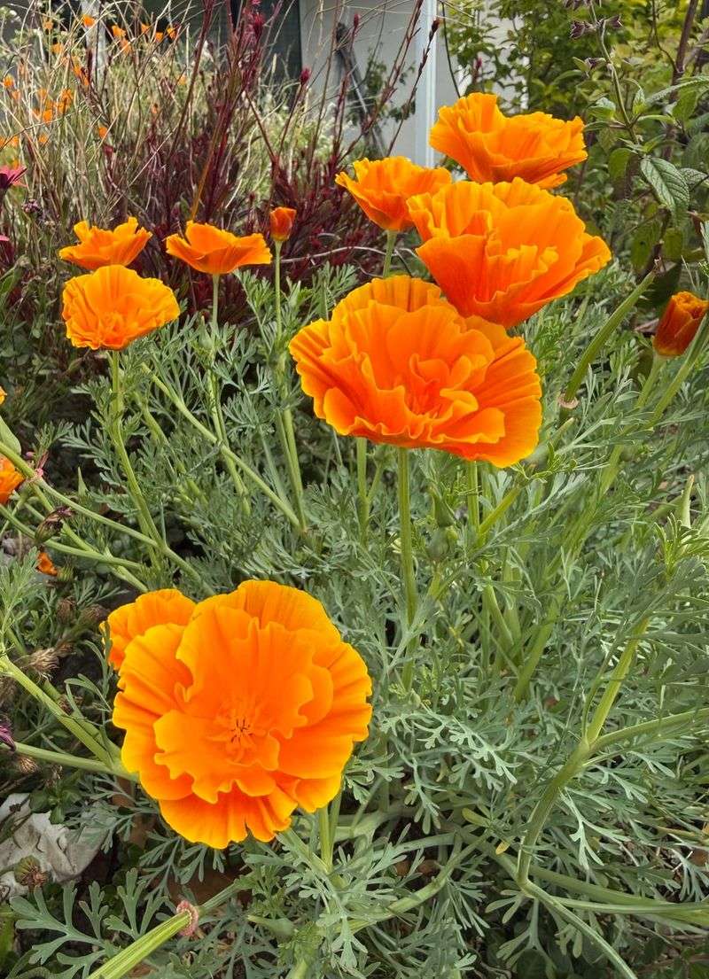 California Poppies