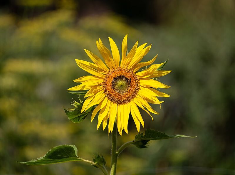 Sunflowers Support A Wide Range Of Helpful Insects