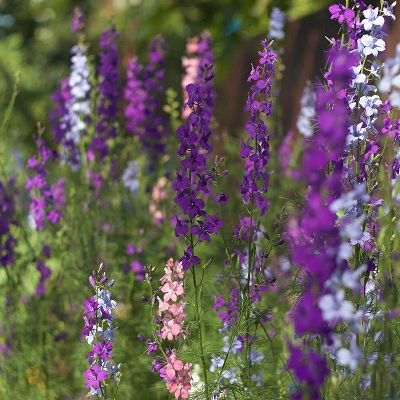 Larkspur (Consolida Ajacis)
