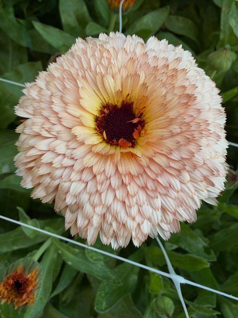 Calendula That Starts Blooming Quickly
