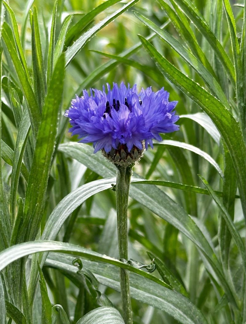 Bachelor’s Buttons For Classic Cottage Color