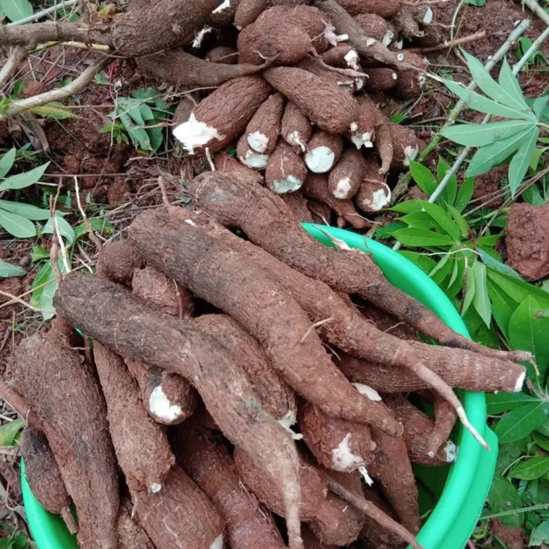 Cassava Can Reward Patient Gardeners In A Big Way