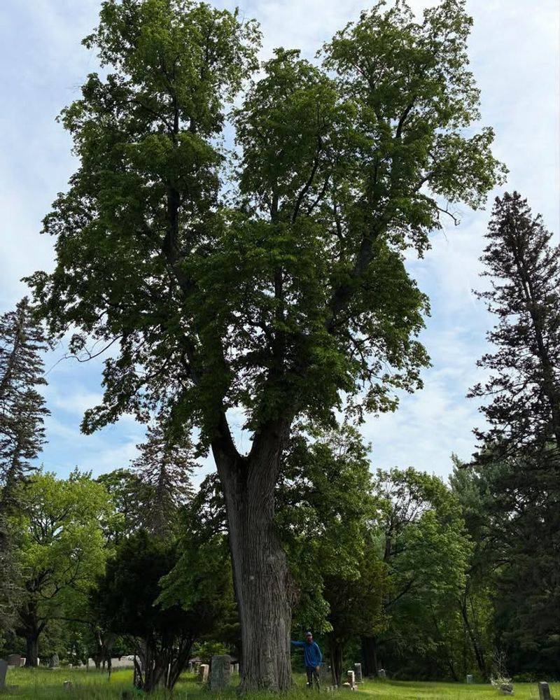 American Basswood (Tilia americana)