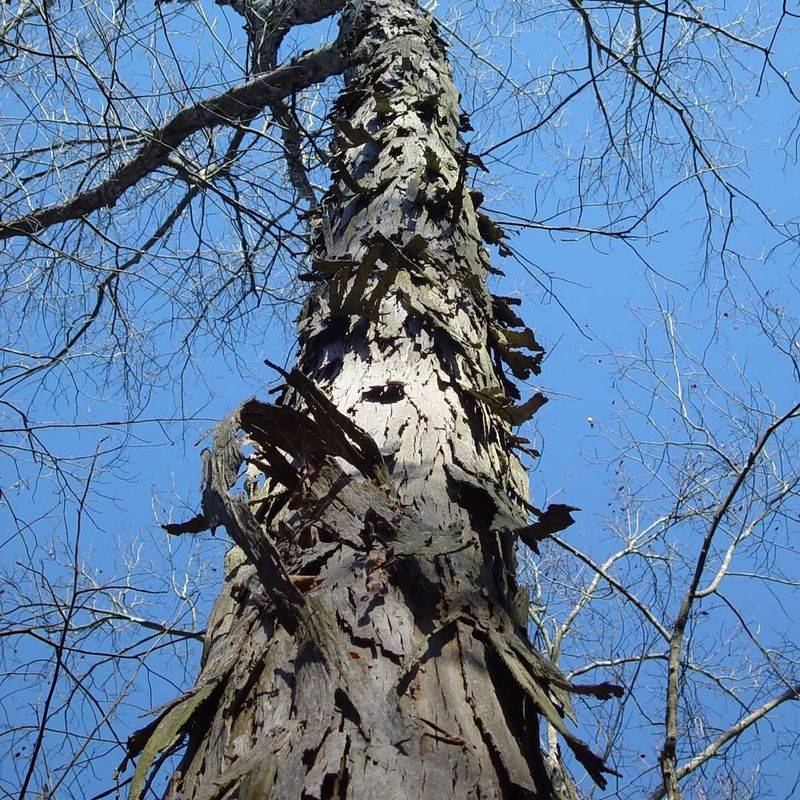 Hackberry (Celtis occidentalis)