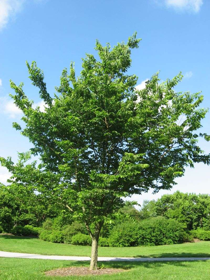 Hackberry (Celtis occidentalis)