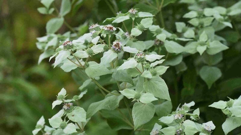 Mountain Mint 