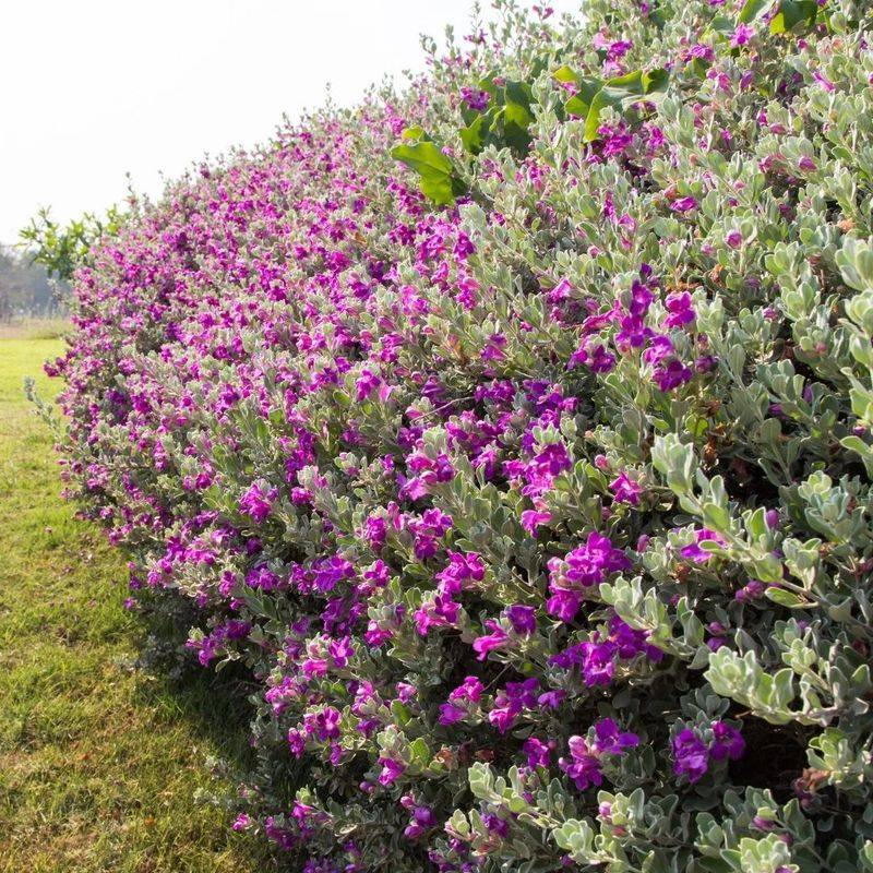 Texas Sage 