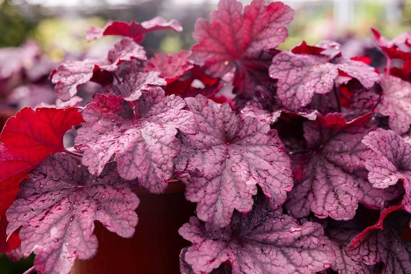 Coral Bells Brighten Shade With Colorful Foliage