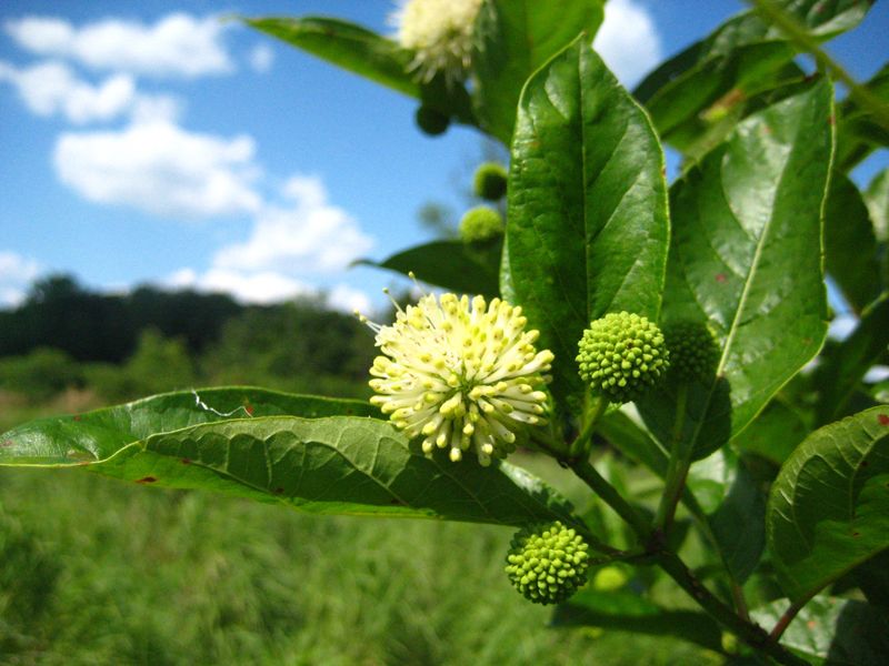 Buttonbush Thrives In Sunny, Moist Spots
