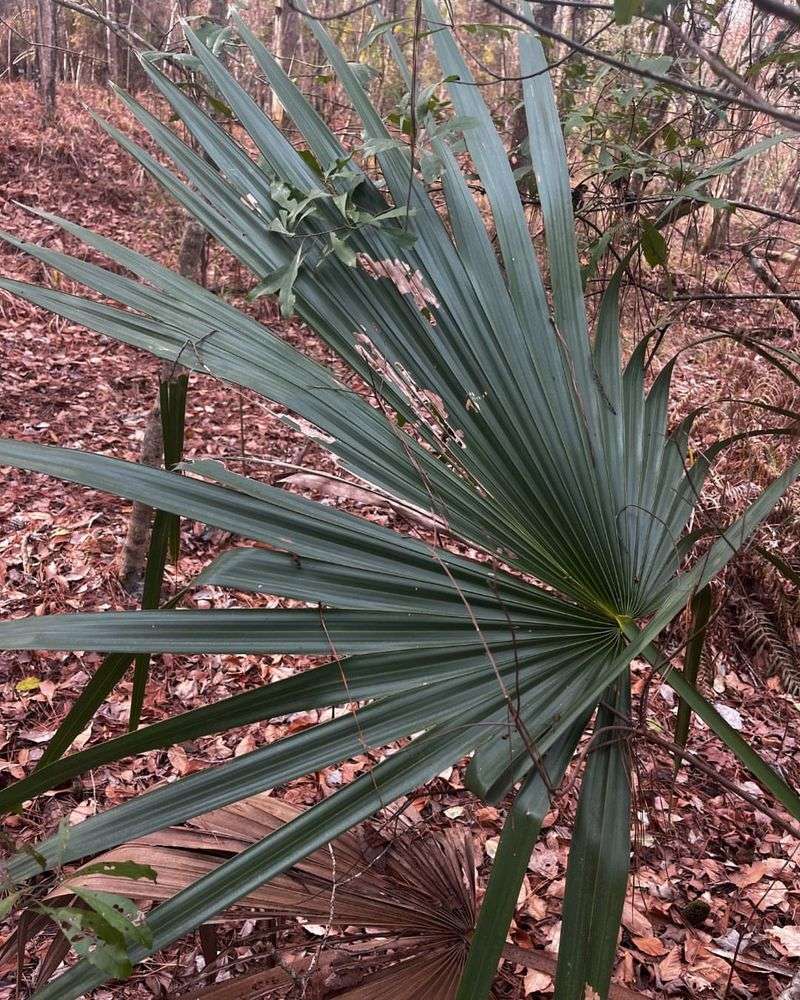 Dwarf Palmetto (Sabal Minor)