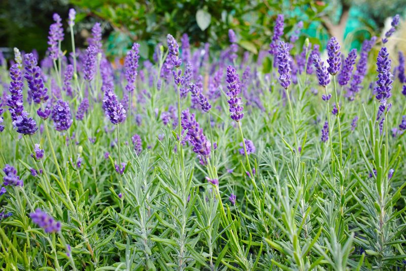 Lavender (Lavandula Spp.)