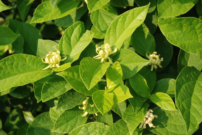 Sweetshrub 'Athens' (Calycanthus floridus 'Athens')