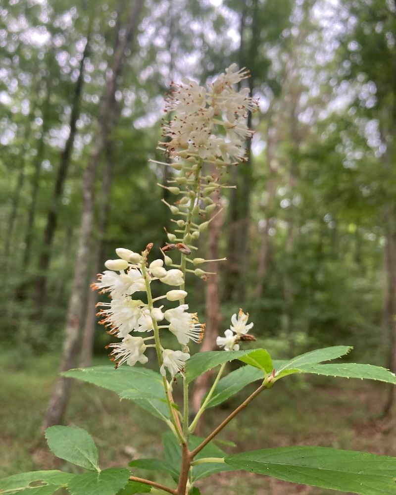 Sweet Pepperbush (Clethra alnifolia)