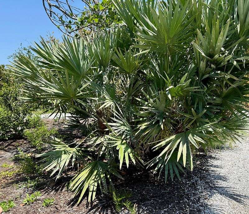 Saw Palmetto Bringing Tough, Low-Maintenance Texture