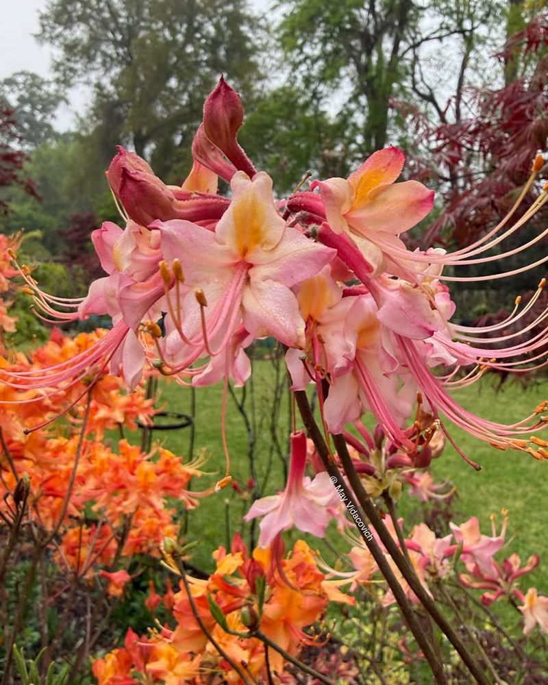 Native Azaleas Lighting Up Spring With Soft Blooms