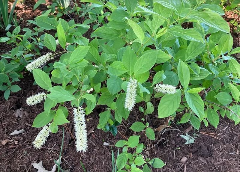 Virginia Sweetspire Forms A Thick Hedge And Handles Clay Soil