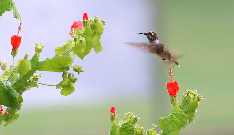 Turk's Cap Provides Shelter And Food