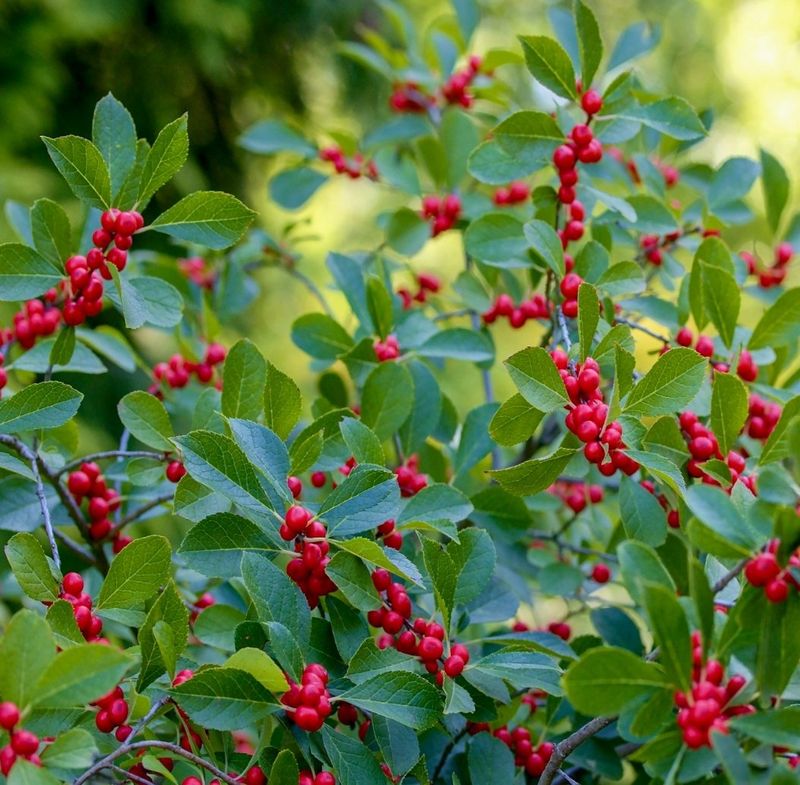 Winterberry Holly Adds Color To The Winter Landscape