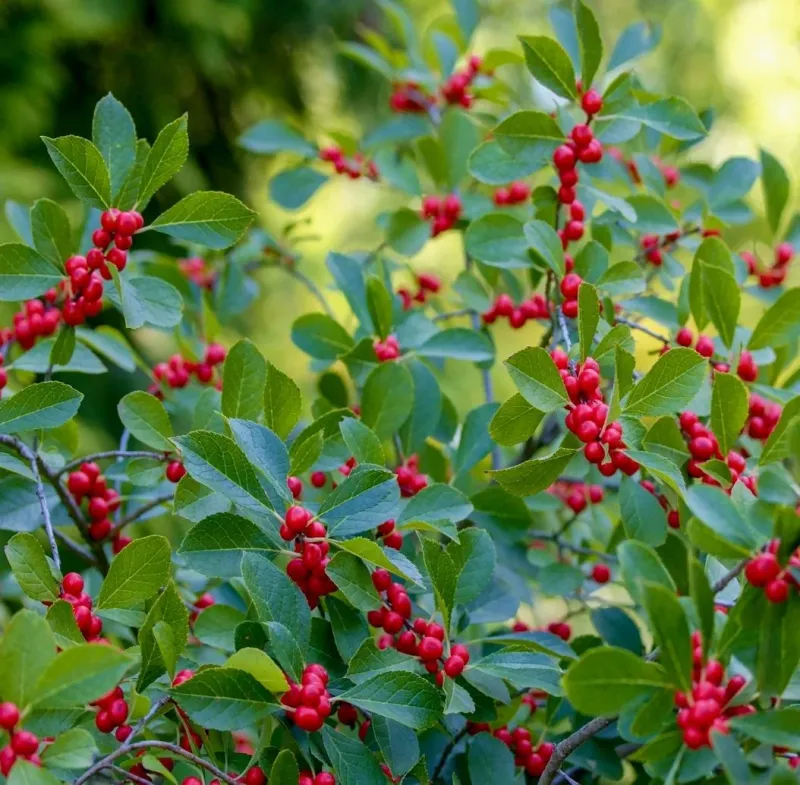 Winterberry Holly Adds Color In Winter