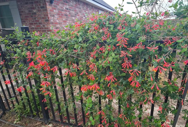 Coral Honeysuckle