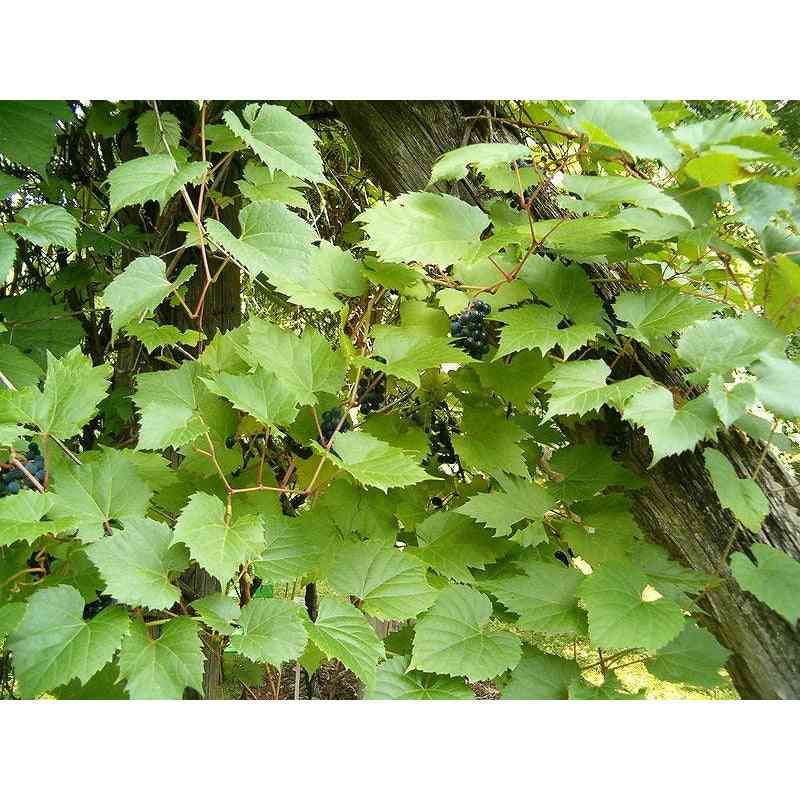 Riverbank Grape Creates Full Green Coverage With A Native Look