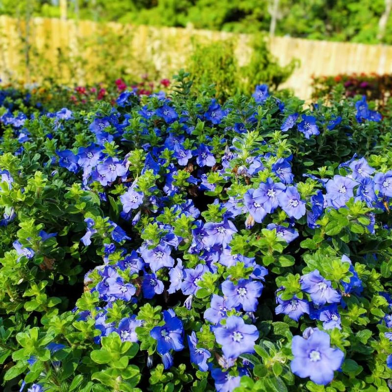Blue Daze And Its Low Growing Coastal Color