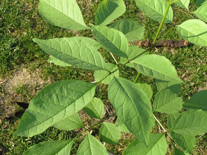 Pumpkin Ash (Fraxinus profunda)