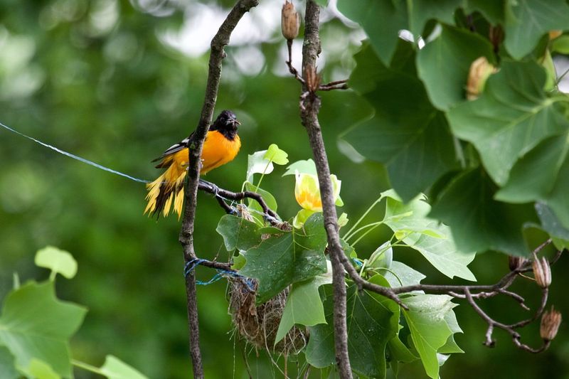 Tulip Poplar (Liriodendron tulipifera)