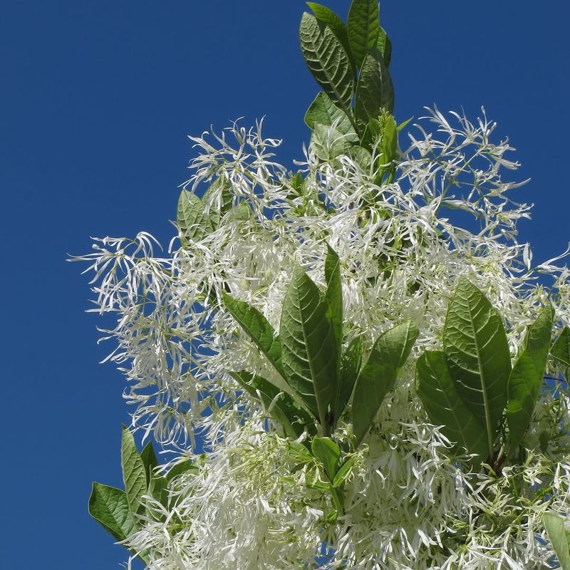 American Fringetree (Chionanthus virginicus)