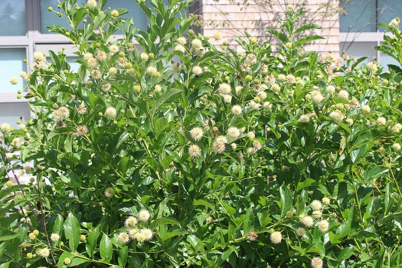 Buttonbush Thrives In Wet Spots While Buffering Sound