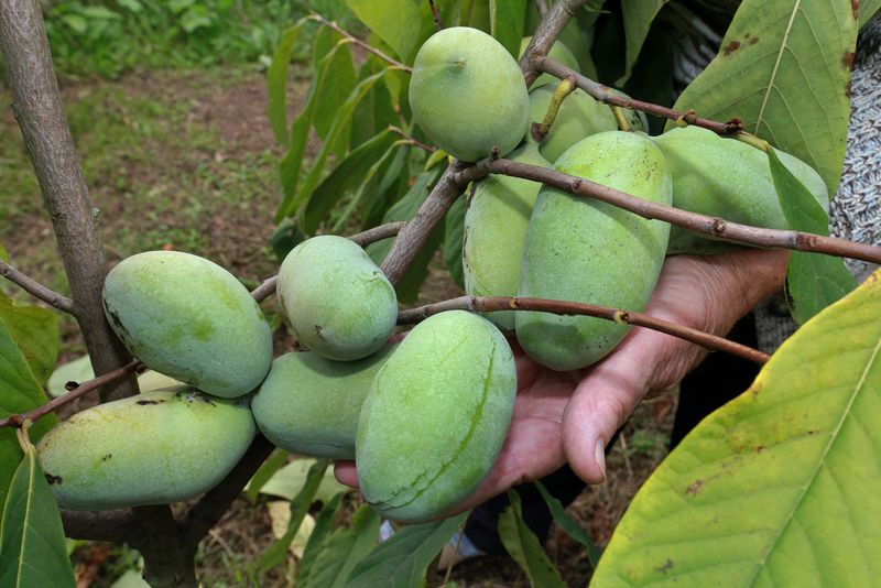 Pawpaw (Asimina triloba)