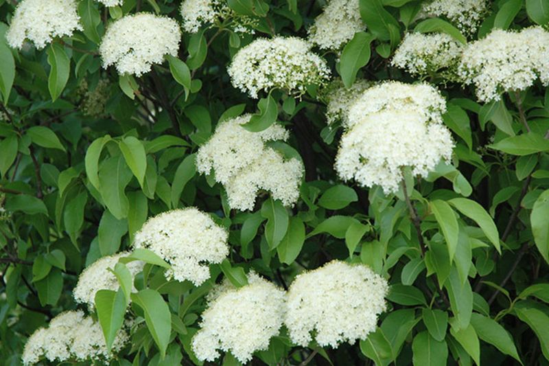 Arrowwood Viburnum That Delivers Through The Seasons