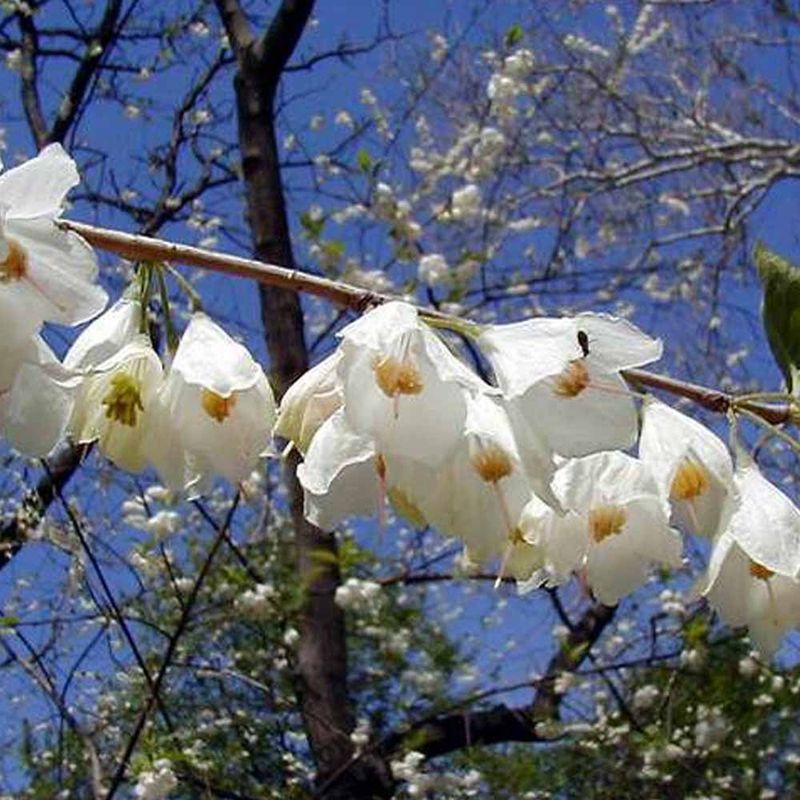 Carolina Silverbell (Halesia carolina)